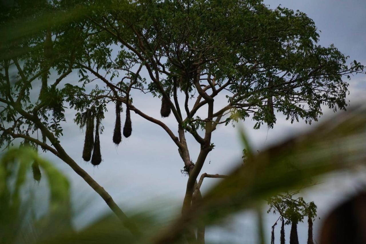 Bewak Cr Hotel Tortuguero Exterior photo